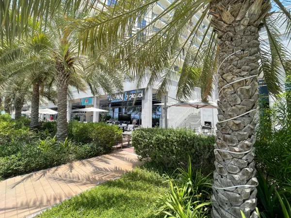 Among the palms · The Amwaj terrace